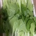 精品快菜
