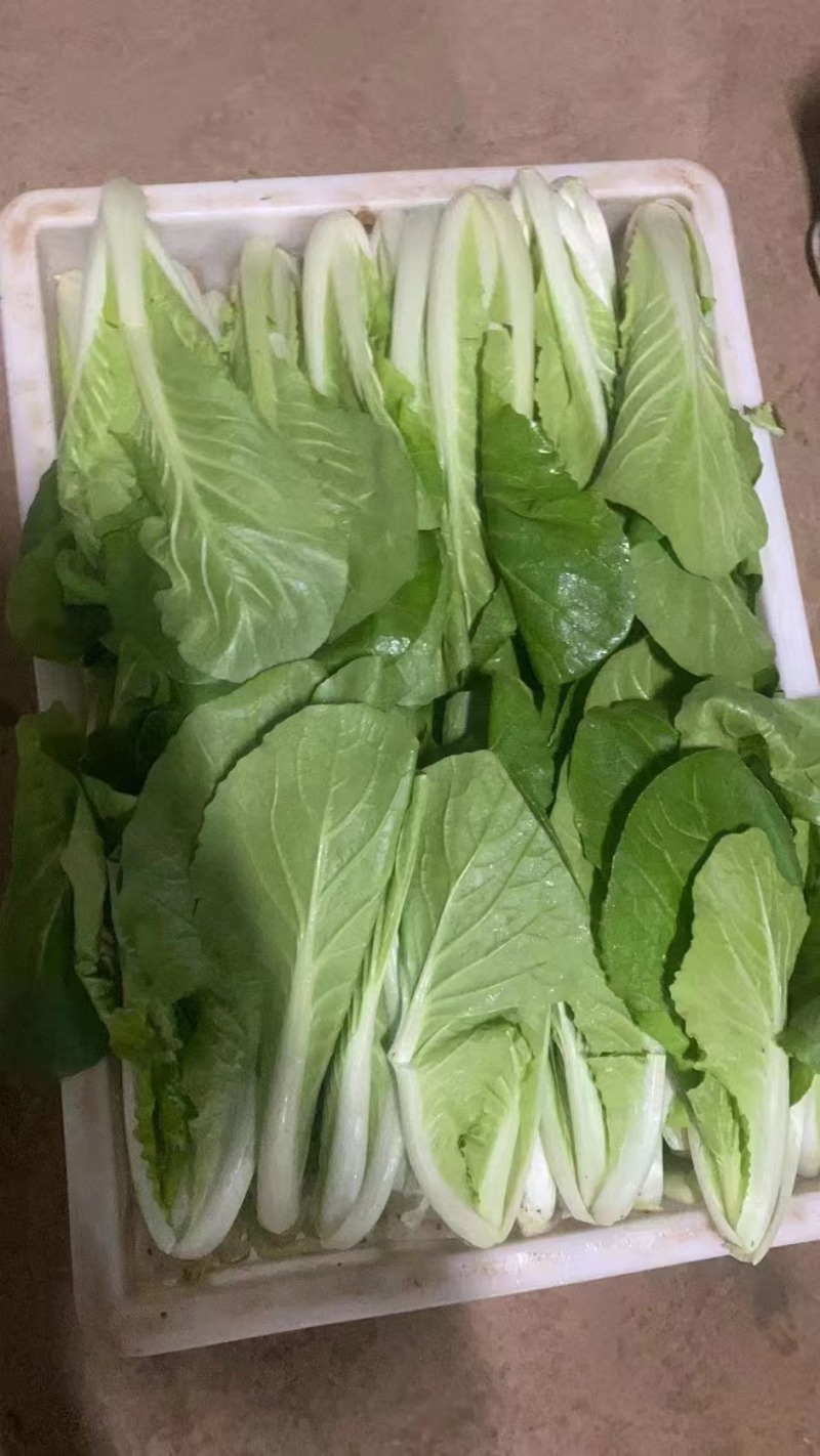 精品快菜