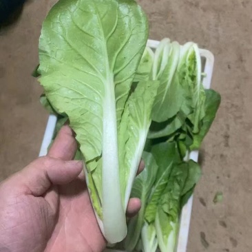 精品快菜