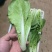 精品快菜