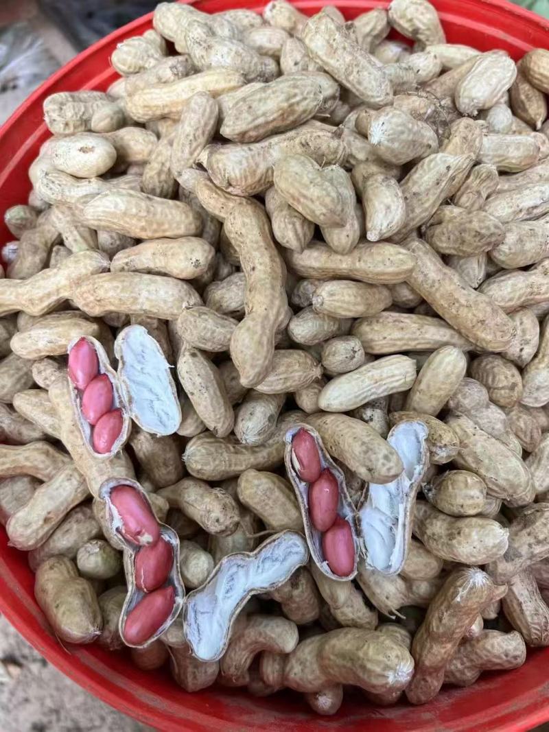 精品花生