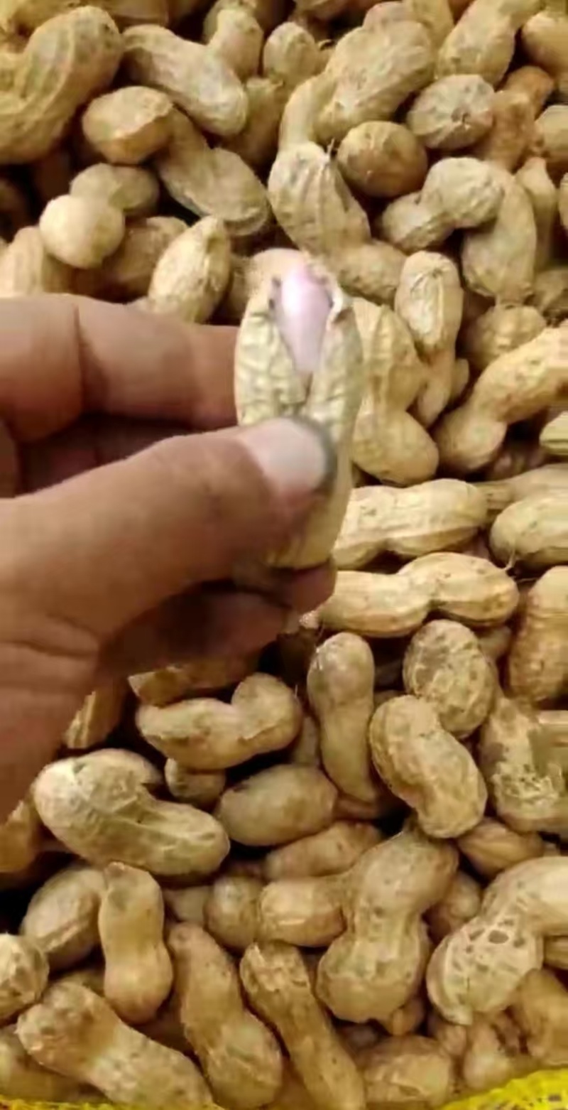 精品花生