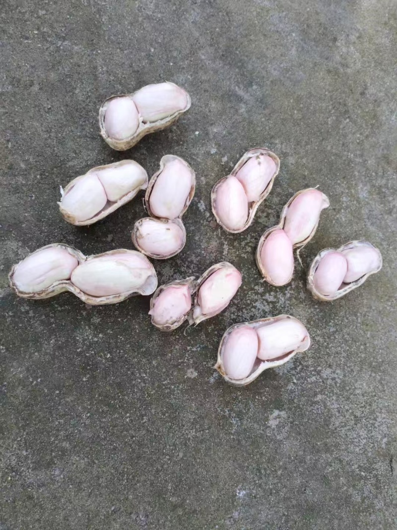 精品花生