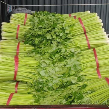 精品芹菜