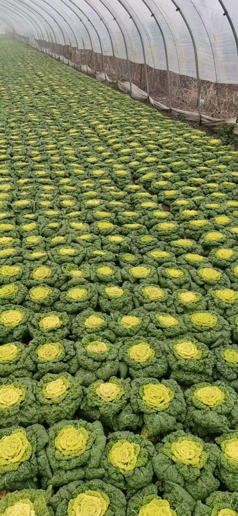 精品黄心菜
