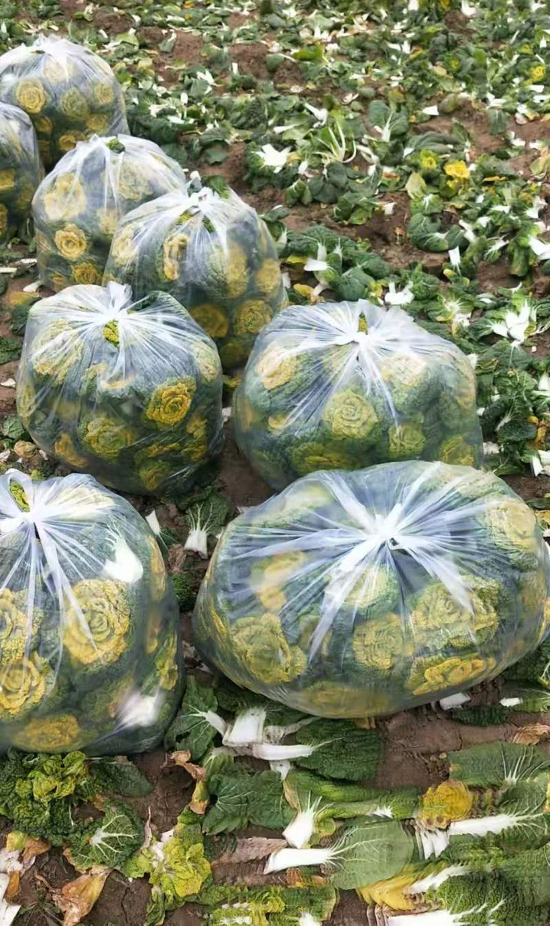 精品黄心菜