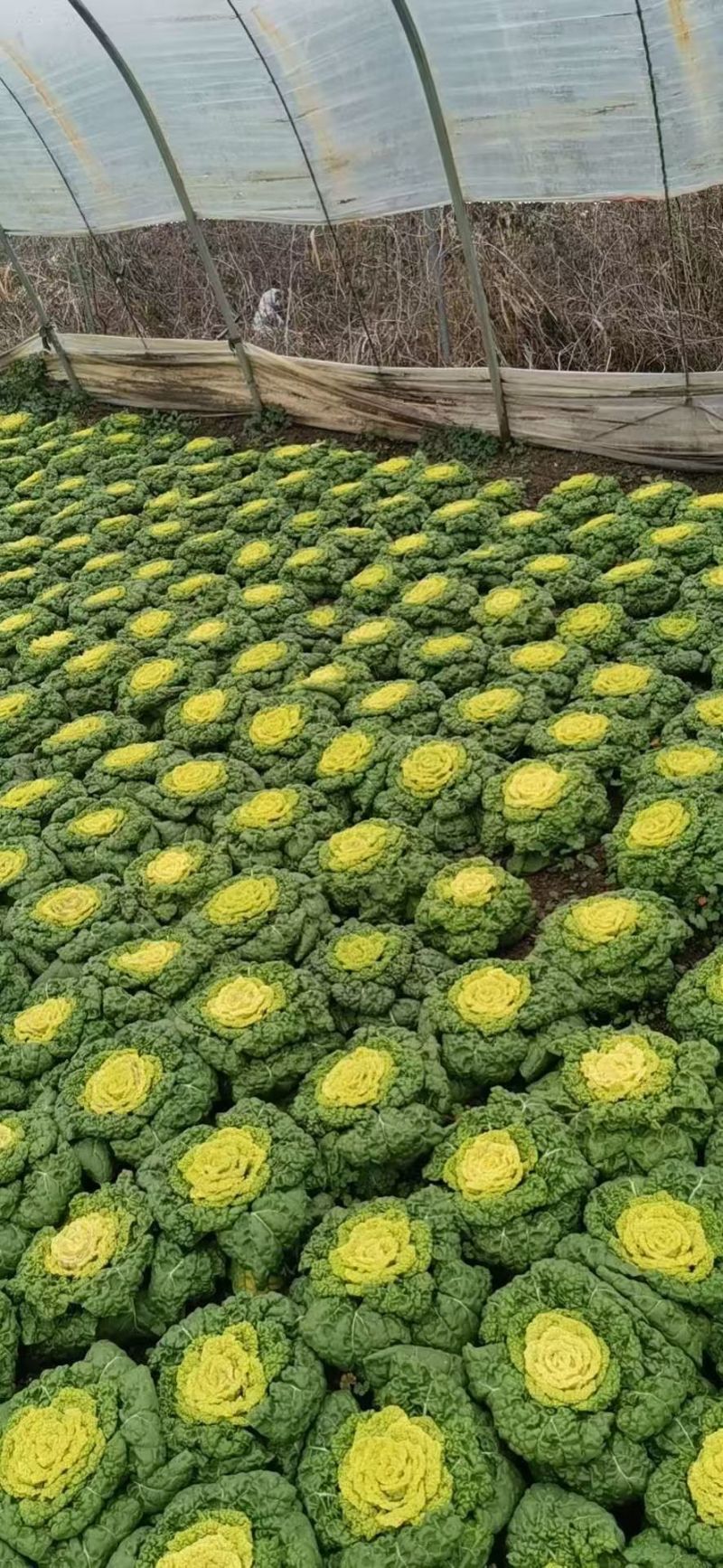 精品黄心菜