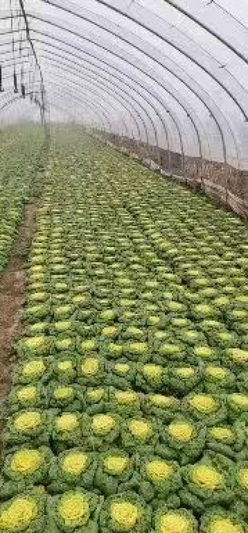 精品黄心菜