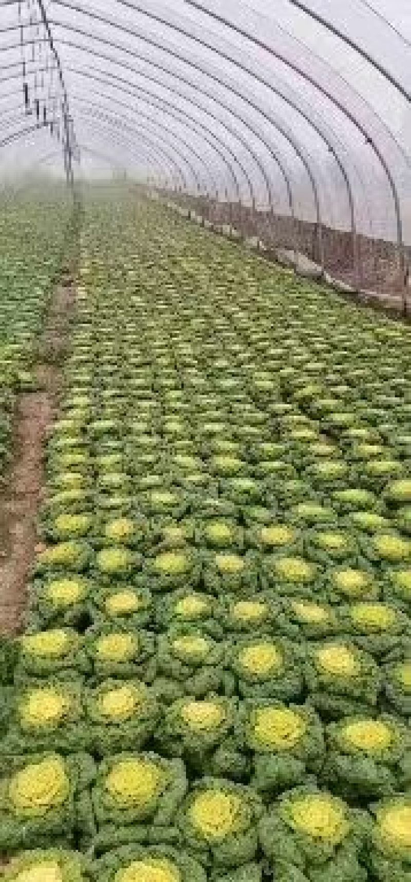 精品黄心菜