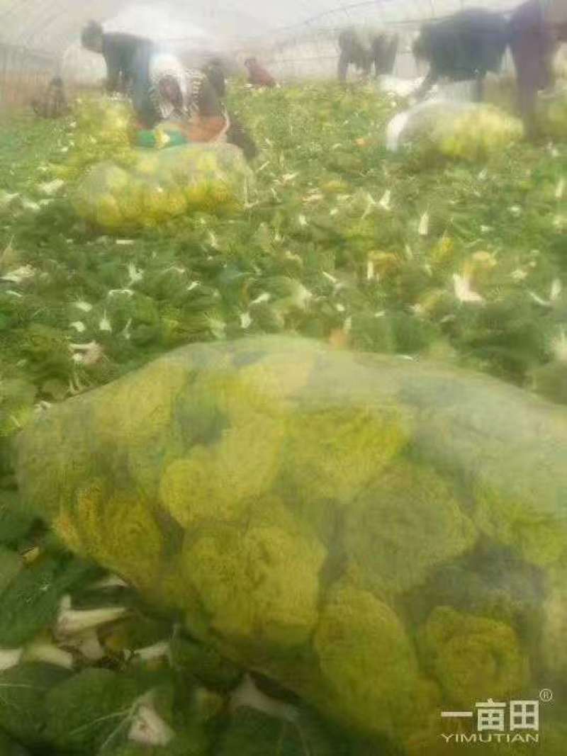 精品黄心菜