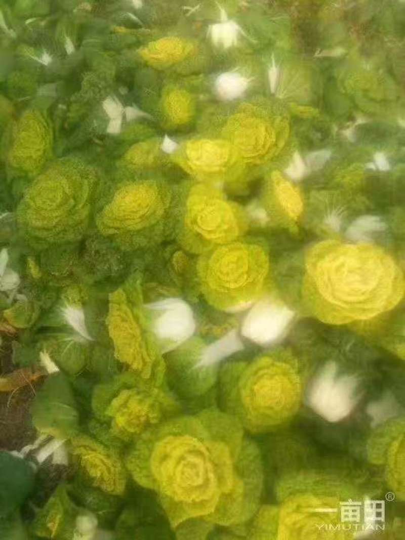 精品黄心菜