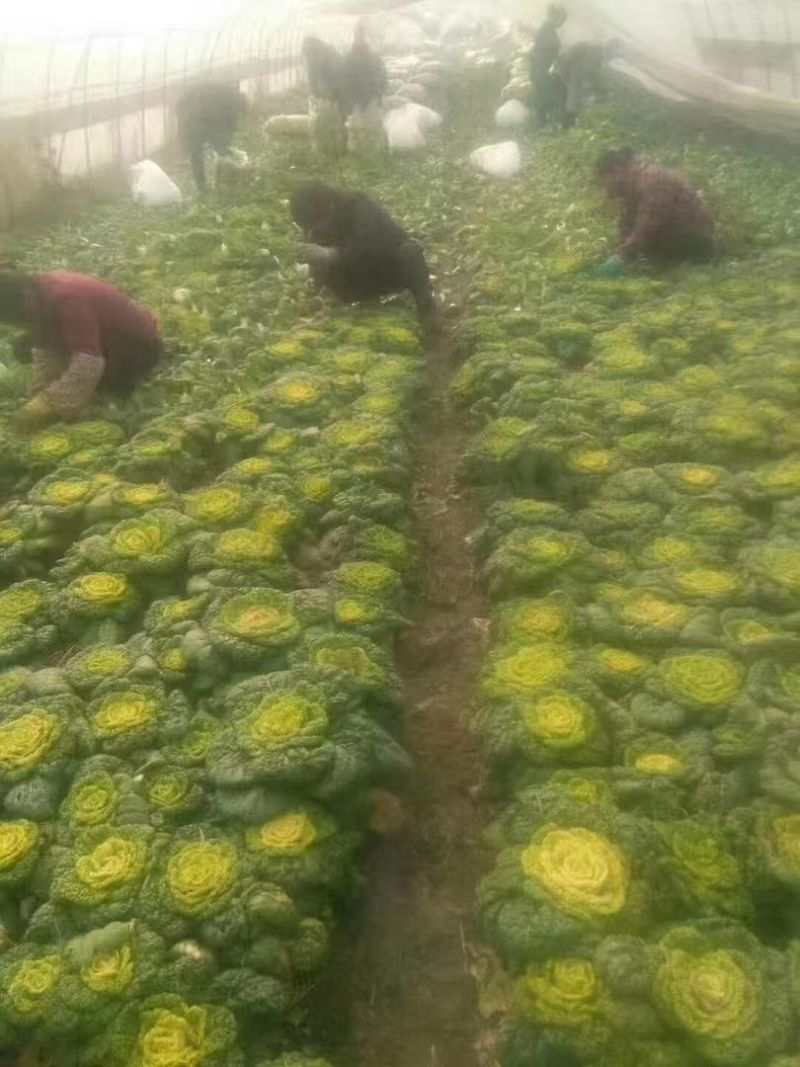 精品黄心菜