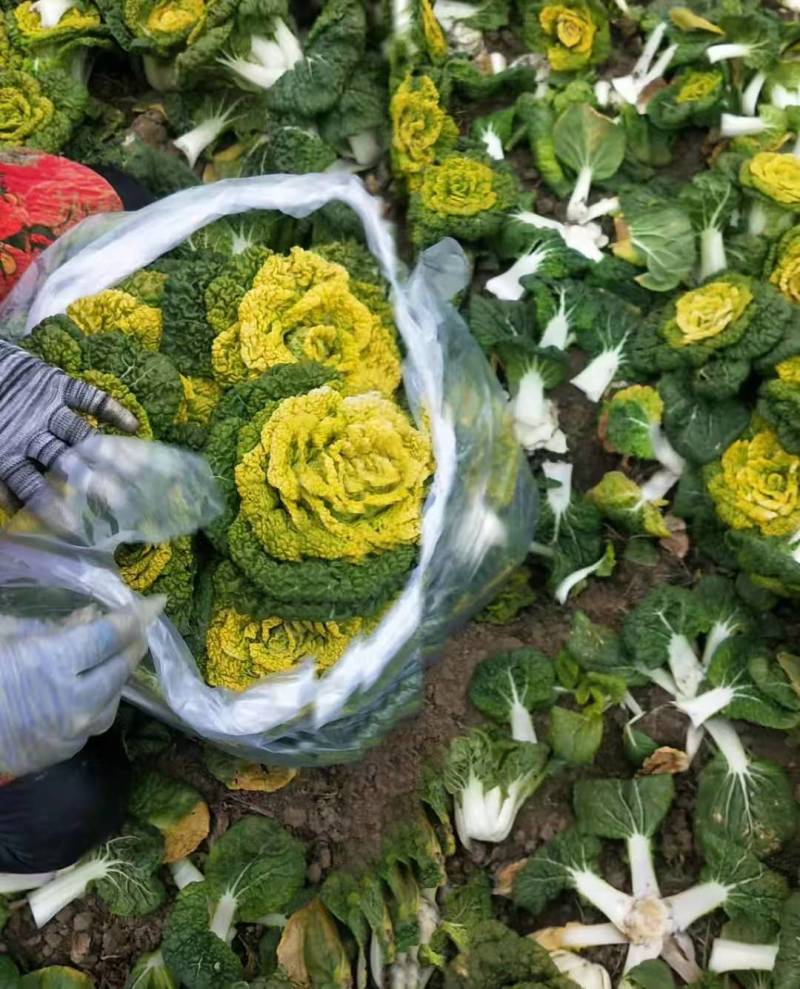 精品黄心菜