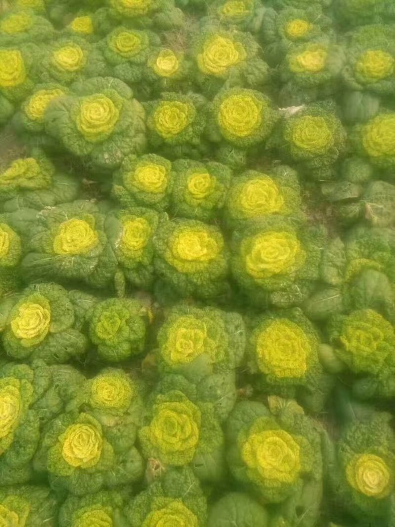 精品黄心菜