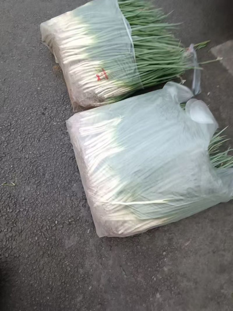 分葱