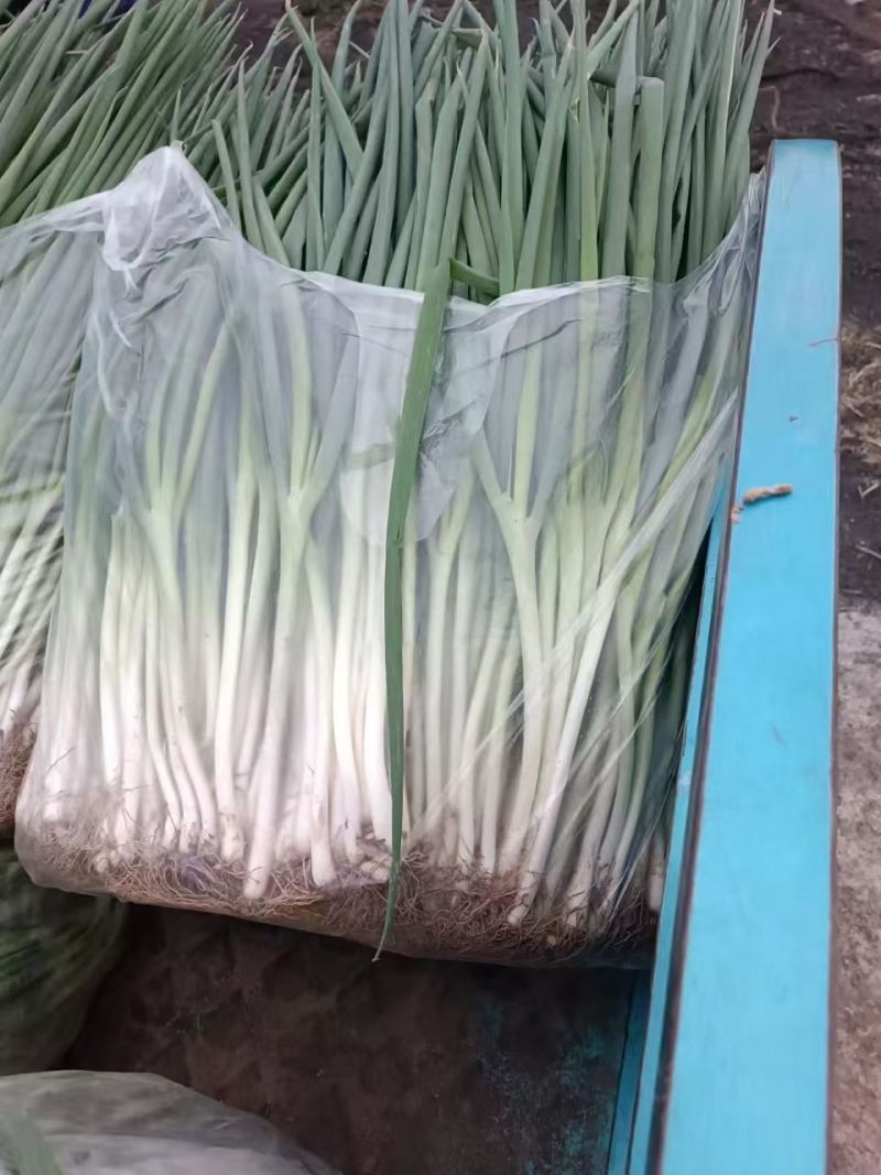 分葱