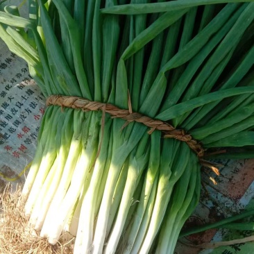 分葱