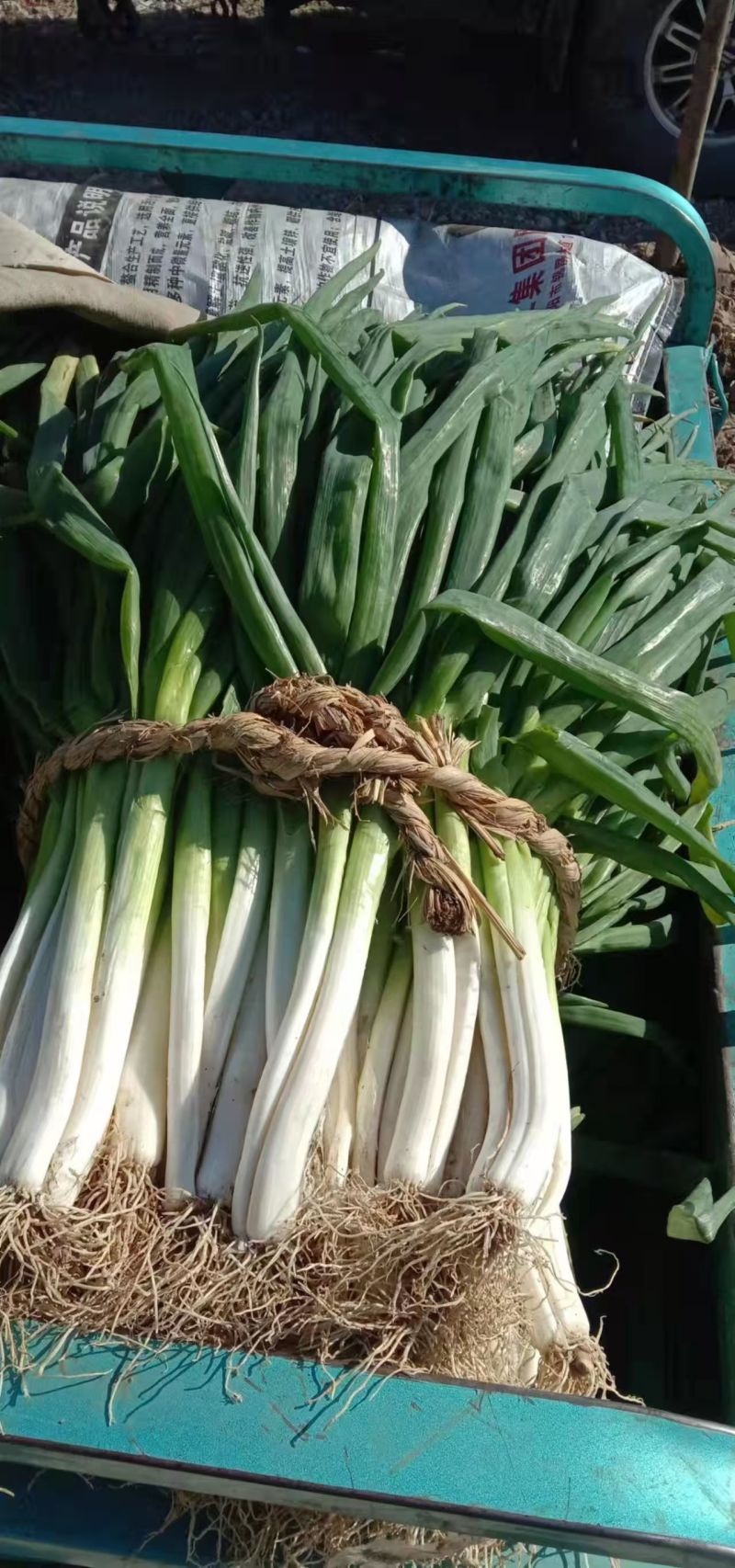 分葱