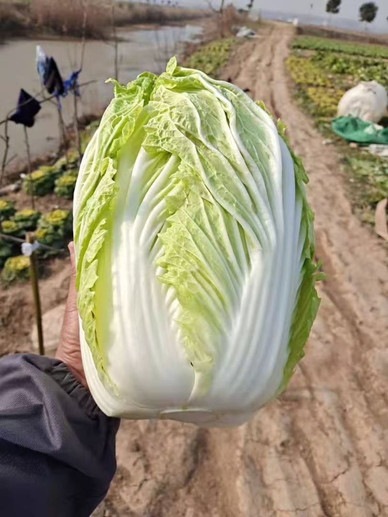 大白菜