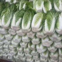 大白菜