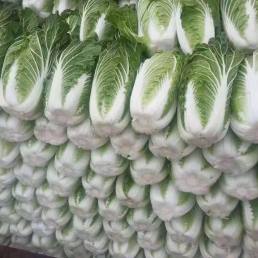 大白菜