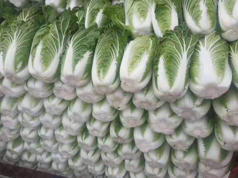 大白菜