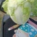 大白菜