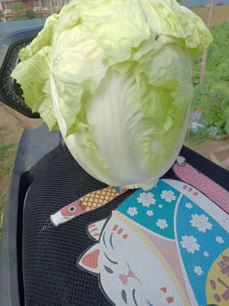 大白菜