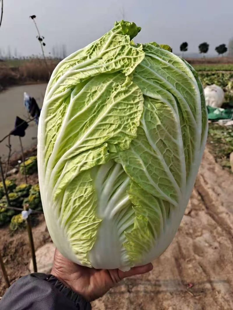 大白菜