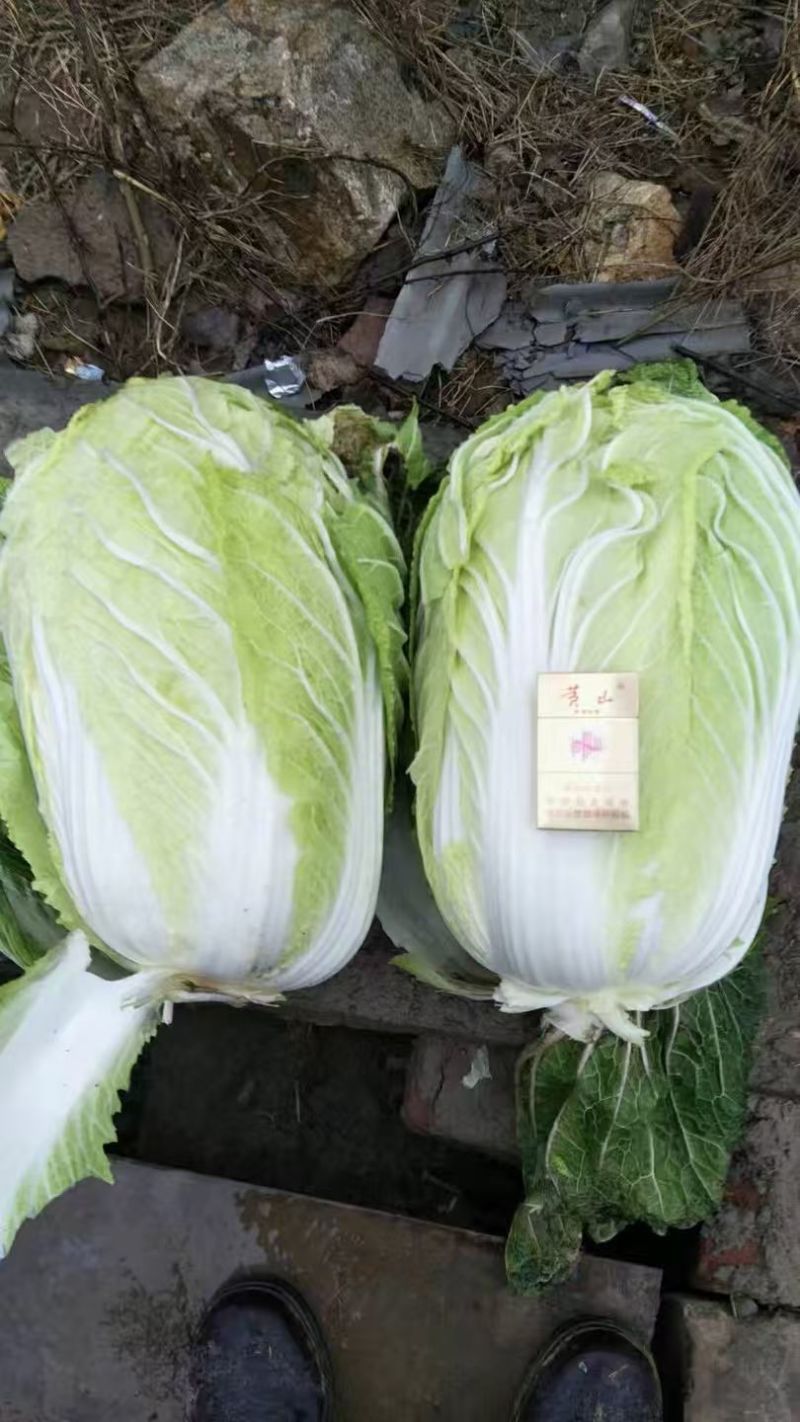 大白菜