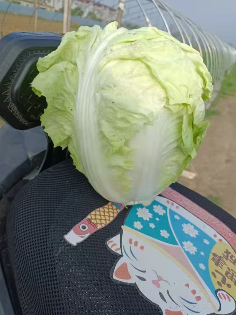 大白菜