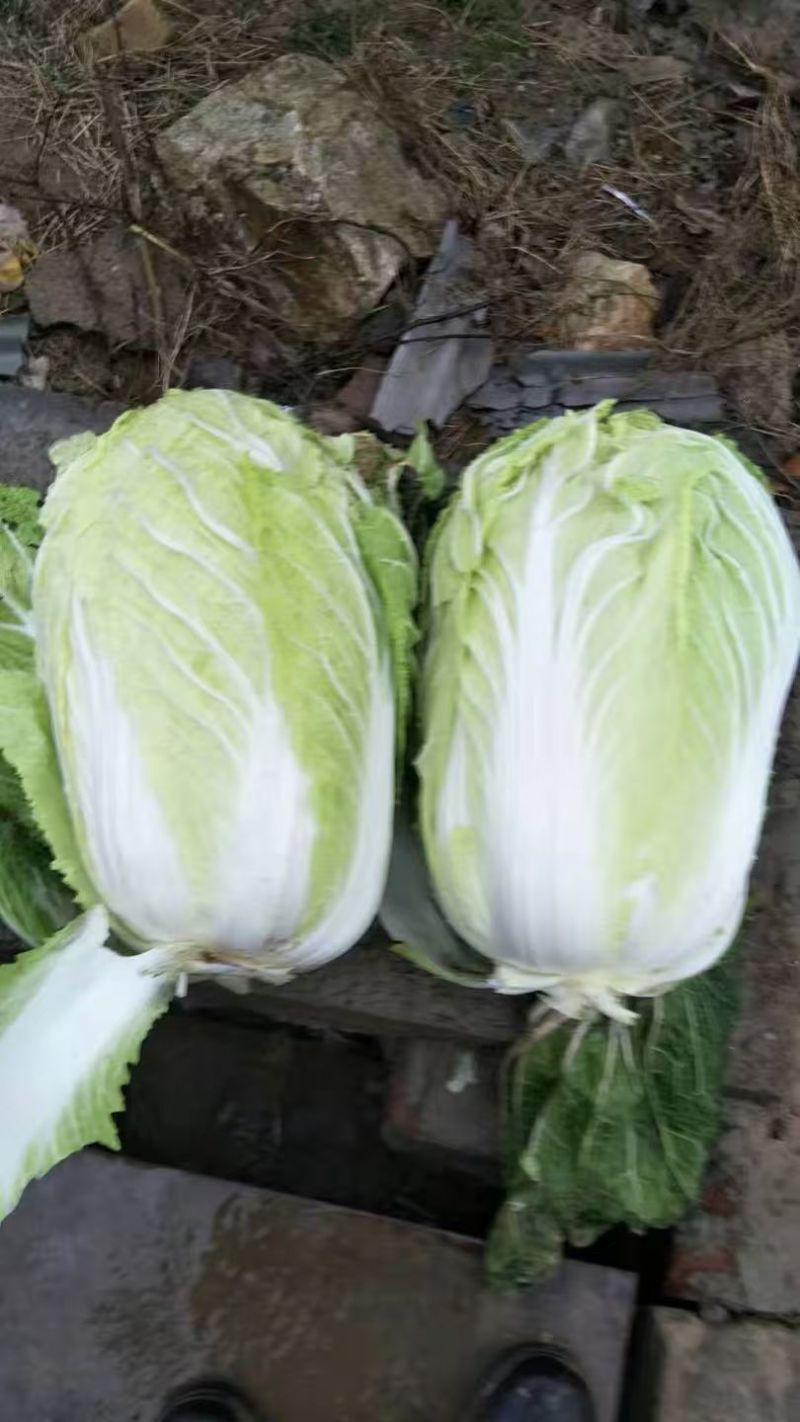 大白菜