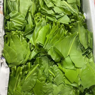 山苏