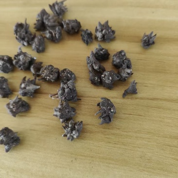 野生水洗两遍猫爪草