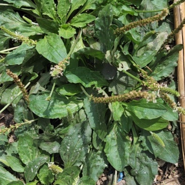 云南野生车前草