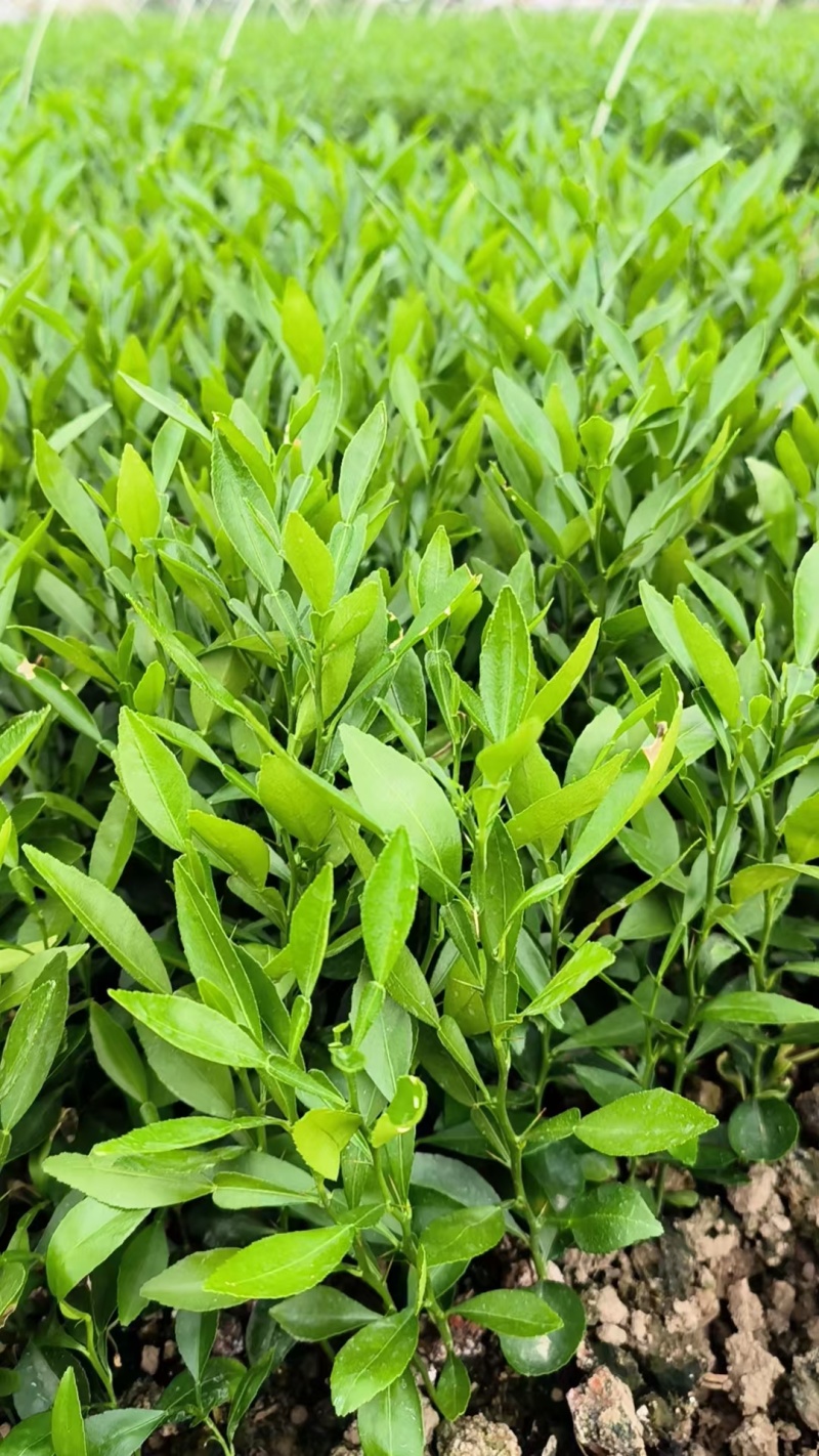 香橙苗