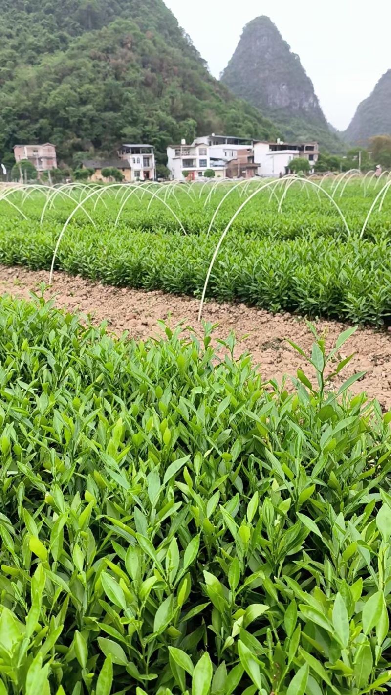 香橙苗