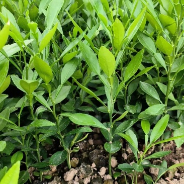 香橙苗