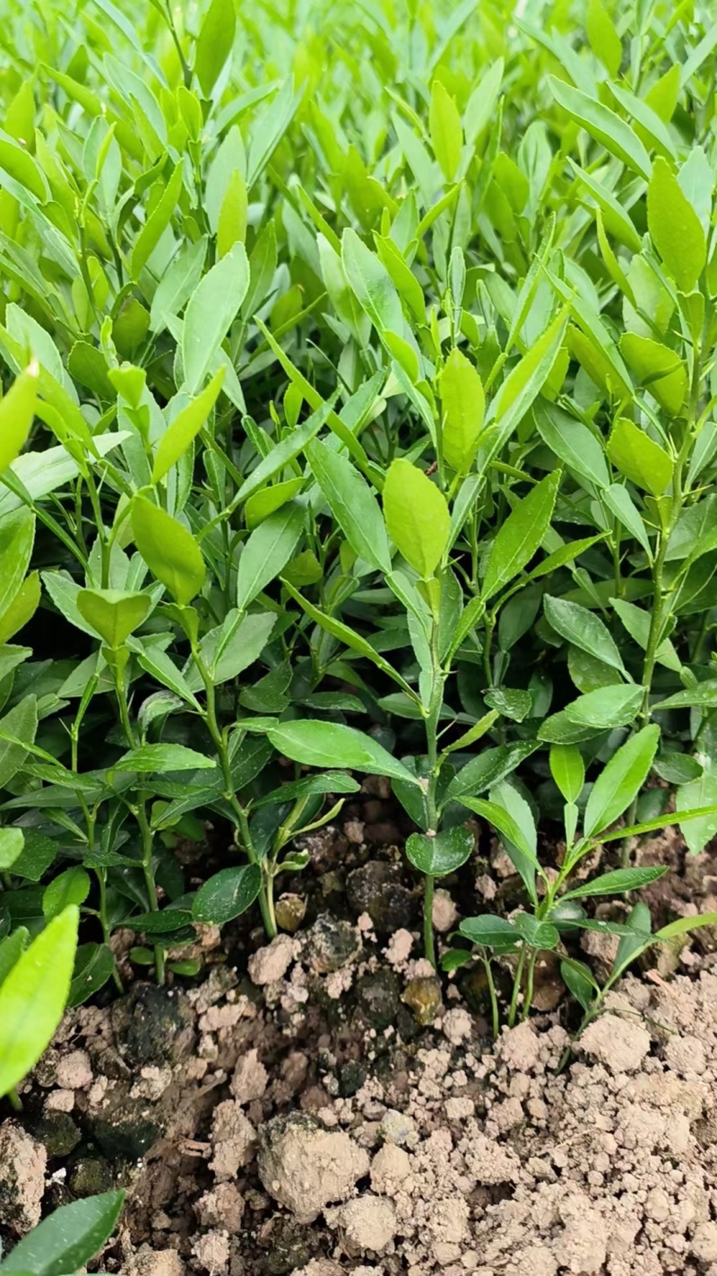 香橙苗