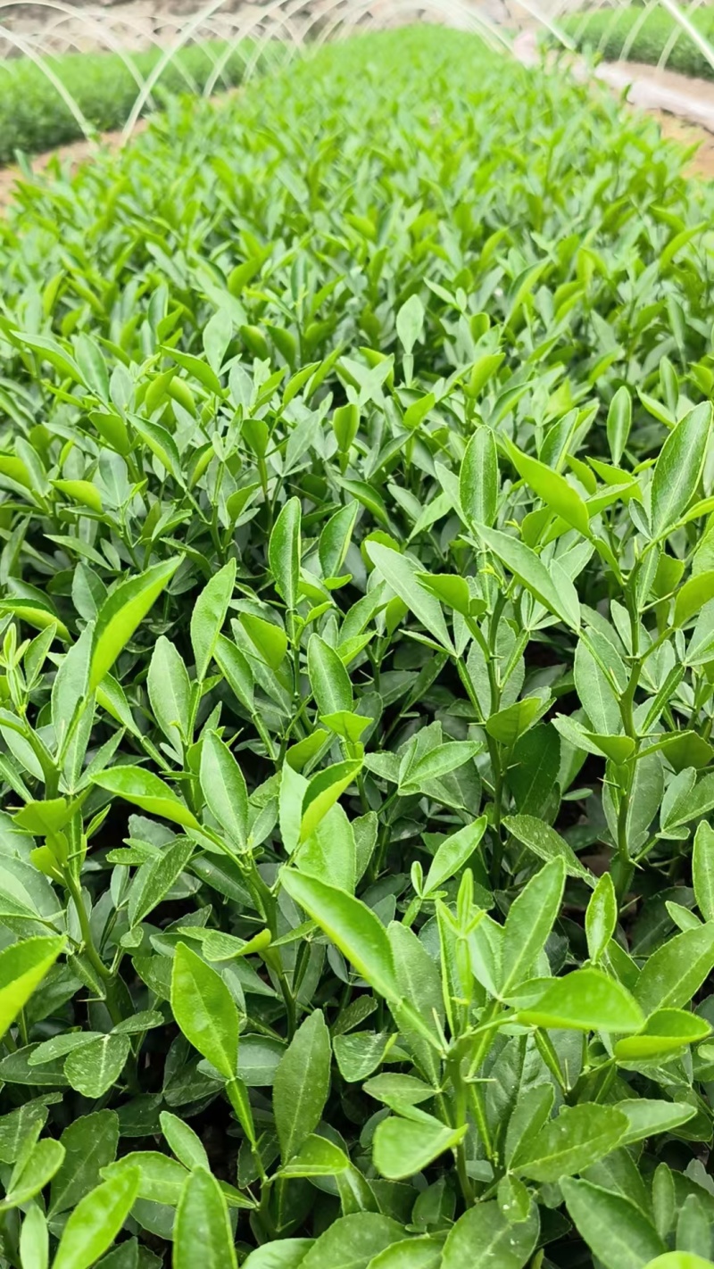枳橙苗