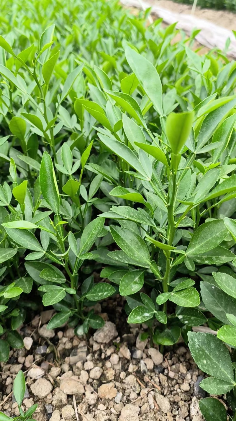 枳橙苗