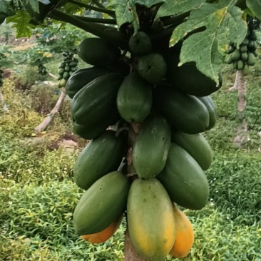 增城大青水果木瓜