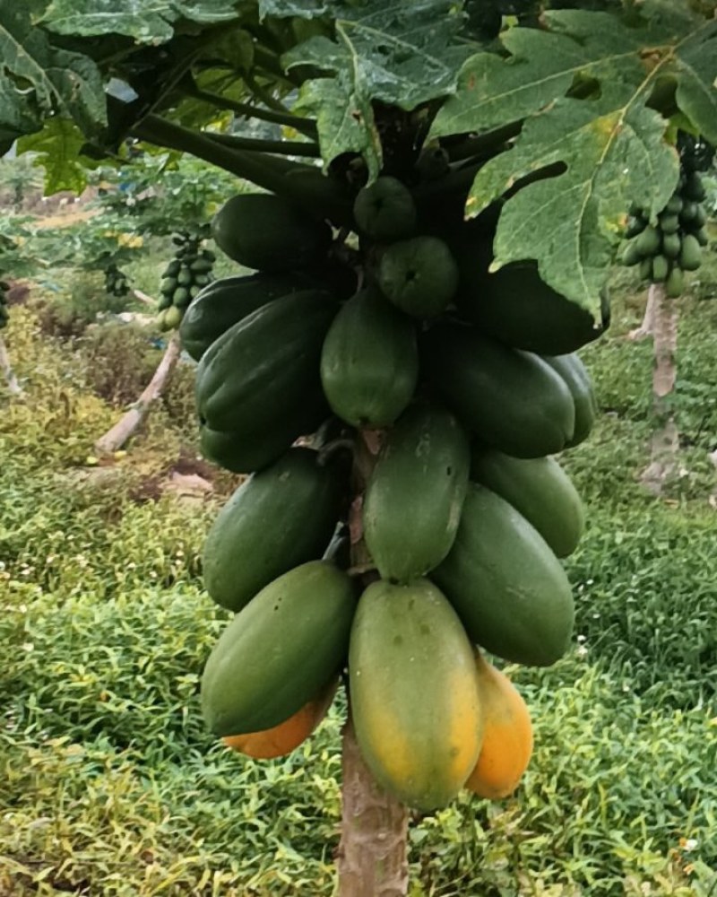 增城大青水果木瓜