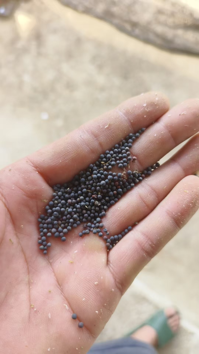 菜籽油