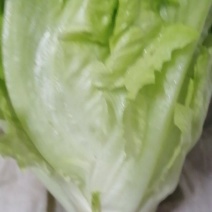 北京顺义区北务镇。我要卖罗马生菜