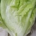 北京顺义区北务镇。我要卖罗马生菜