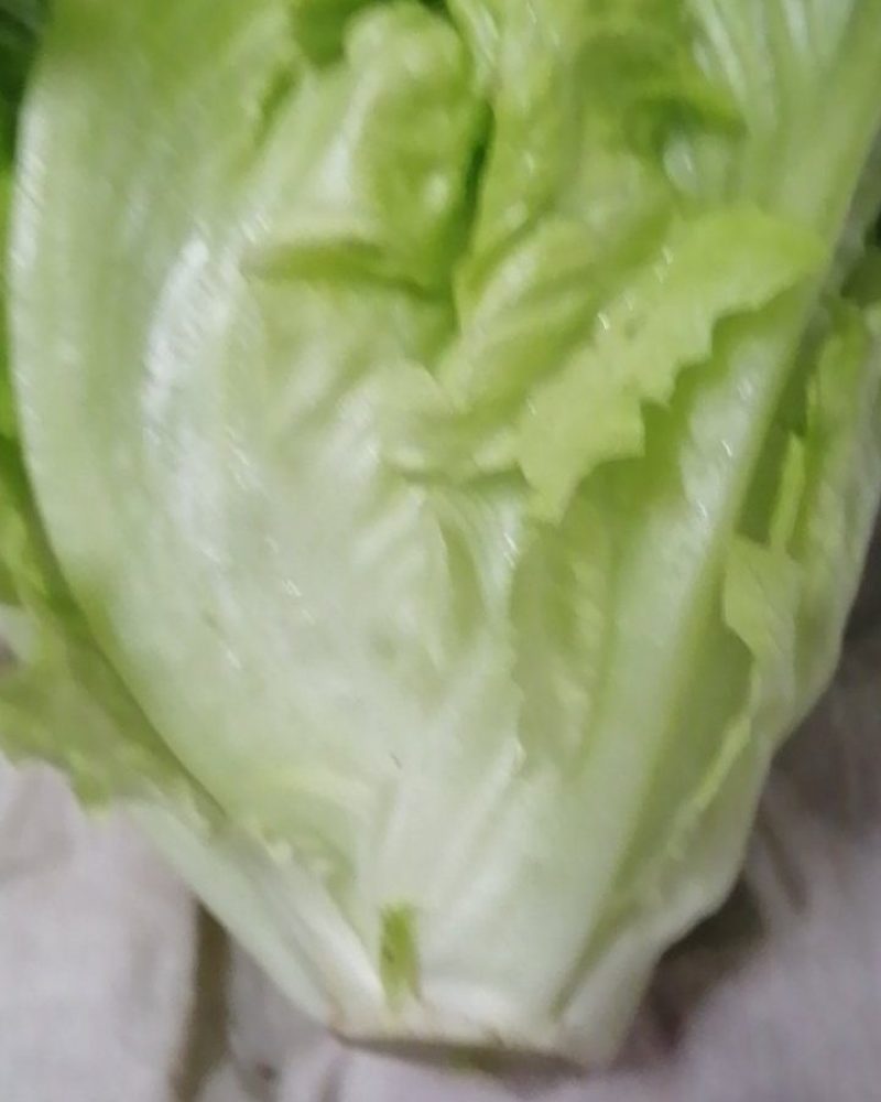 北京顺义区北务镇。我要卖罗马生菜