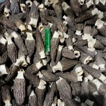 通货精品羊肚菌