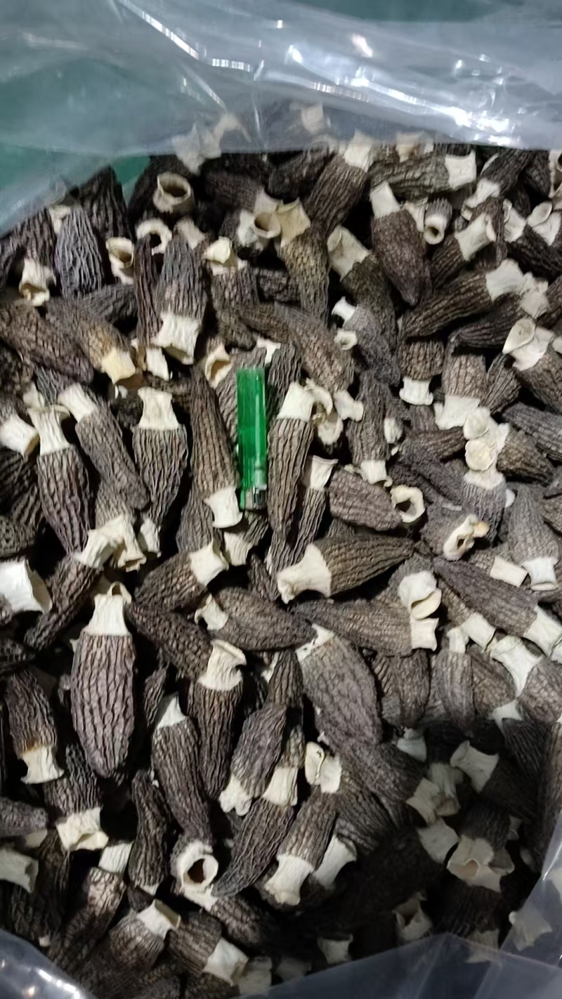 通货精品羊肚菌