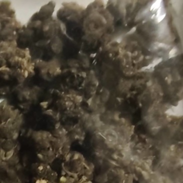 猫爪草
